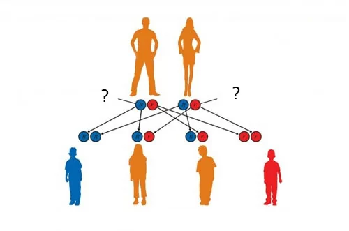 Eizellenspenderin mit hohem IQ, große Eizellenspenderin Bild